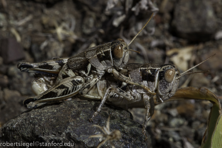 mating greasshoppers